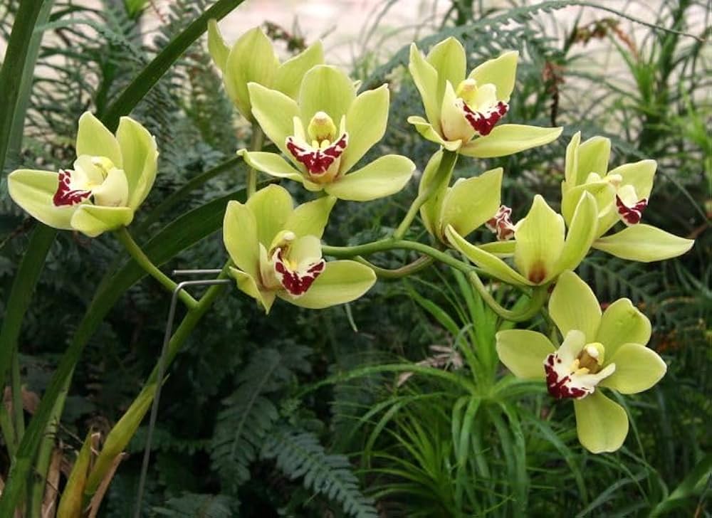 Green Blooming Orchid Flower Seeds – Heirloom Non-GMO High Germination Organic Garden Seeds for Planting