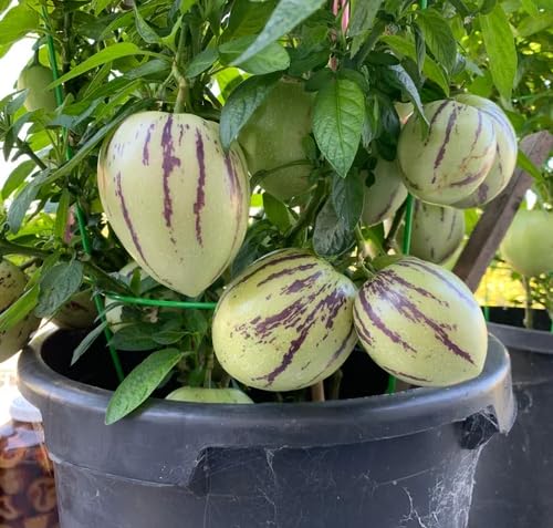 Semillas de melón ginseng orgánico verde – Semillas de huerto orgánicas herencia, no transgénicas, de alta germinación