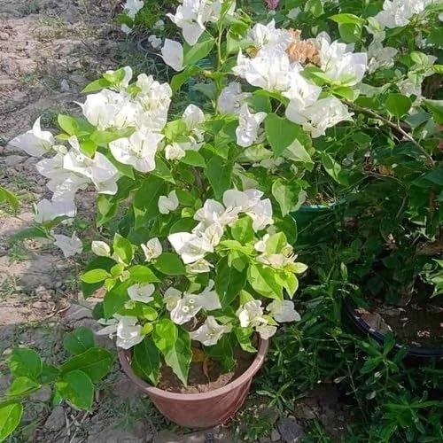 Bougainvillea Flower Seeds White Heirloom Non-GMO High Germination Organic Garden Seeds