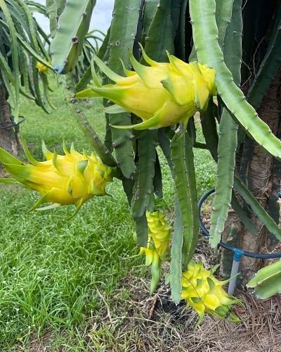 Dragon Seeds Yellow Heirloom Non-GMO High Germination Organic Garden Seeds for Planting