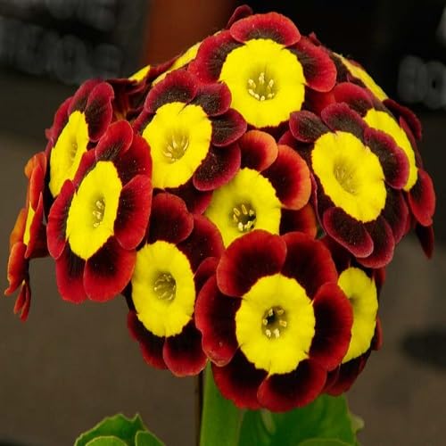 maroonyellowauriculaflowerheirloomnongmo flower seeds