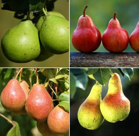 Mixed Pear Tree Seeds – Heirloom, Non-GMO, High Germination Organic Garden Seeds for Planting