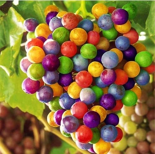 Mixed Rainbow Grapes Fruit Seeds – Heirloom, Non-GMO, High Germination Organic Garden