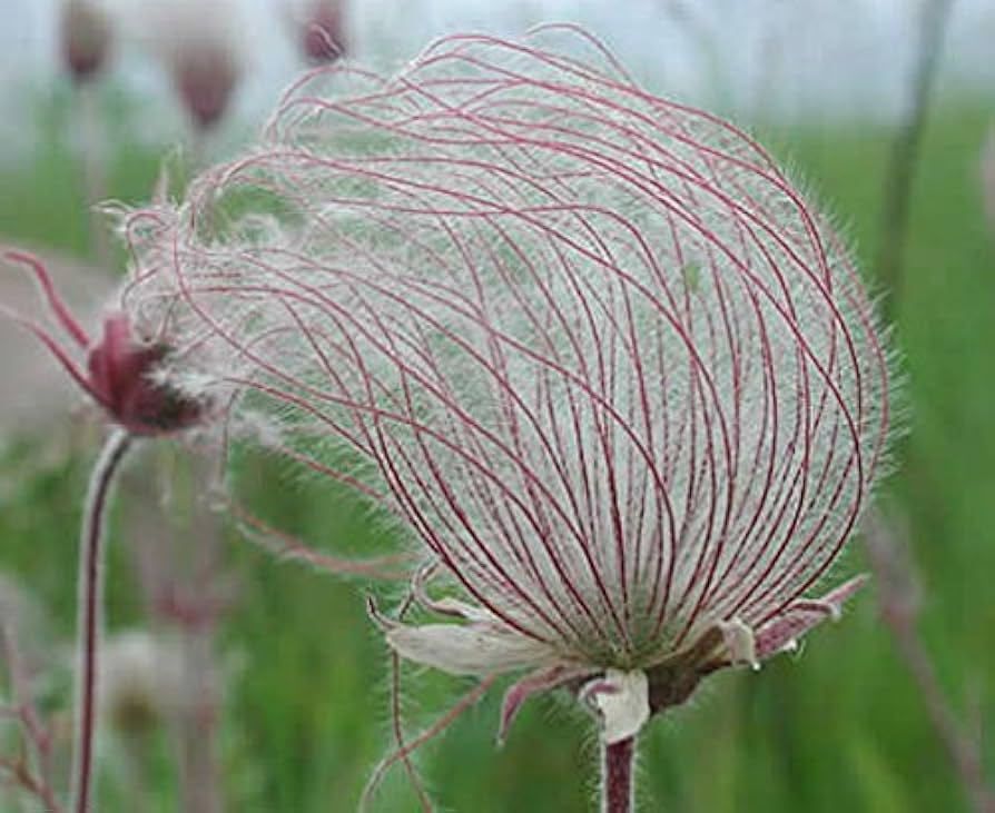 purple prairie flower seeds