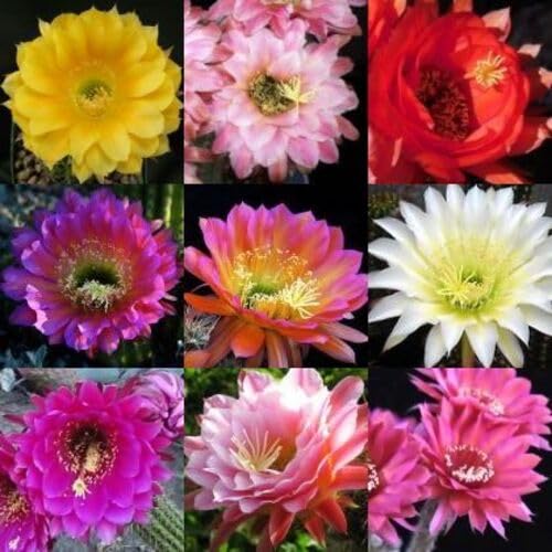 Trichocereus Flower Seeds – Heirloom, Non-GMO, High Germination Organic Seeds
