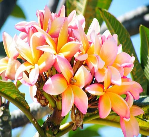 Plumeria Flower – Heirloom, Non-GMO, High Germination Organic Garden Seeds for Planting Seeds for Planting