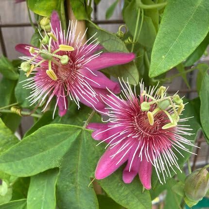 Passion Seeds Pink – Heirloom, Non-GMO, High Germination Organic Garden Seeds for Planting