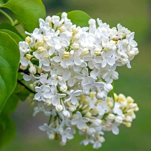 white lilac flower seeds