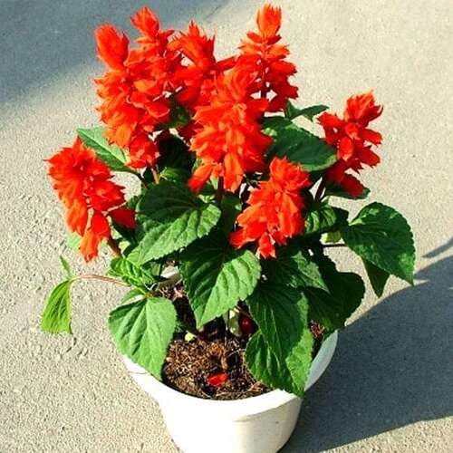 Salvia Flower Seeds – Heirloom Non-GMO High Germination Organic Garden Seeds