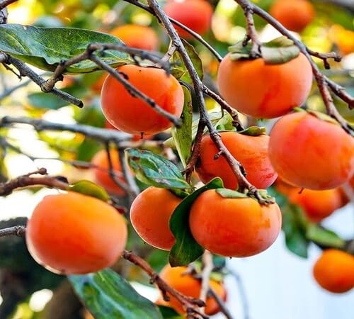 Persimmon Seeds Orange – Heirloom, Non-GMO, High Germination Organic Garden Seeds