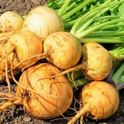Yellow Turnip Seeds – Heirloom, Non-GMO, High Germination Organic Garden Seeds Planting