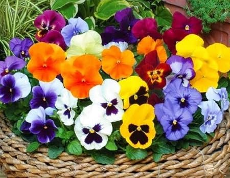 Pansy Flower Seeds Mixed – Heirloom, Non-GMO, High Germination Organic Garden Seeds for Planting