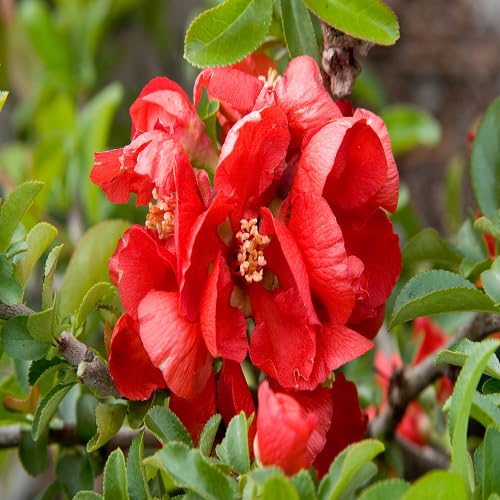 Quince Flower Seeds Heirloom Non-GMO High Germination Organic Garden Seeds for Planting