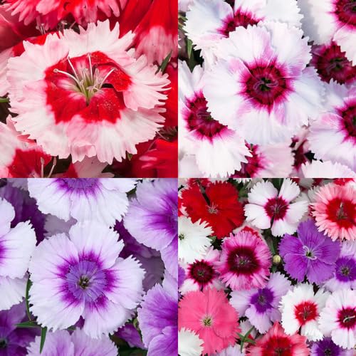 Mixed Dianthus Flower Seeds – Heirloom, Non-GMO, High Germination Organic Garden Seeds for Planting