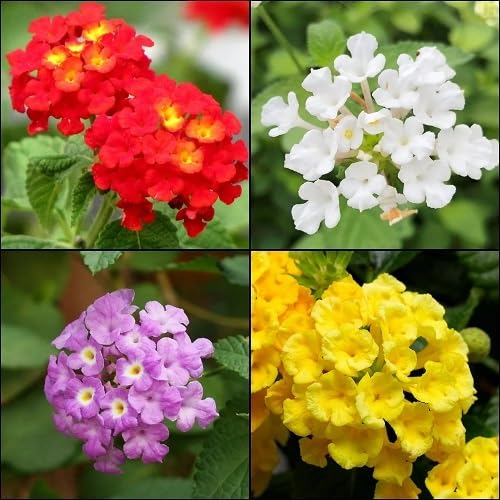 Mixed Lantana Flower Seeds – Heirloom Non-GMO High Germination Seeds
