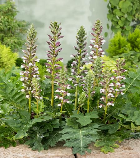 green acanthus flower seeds