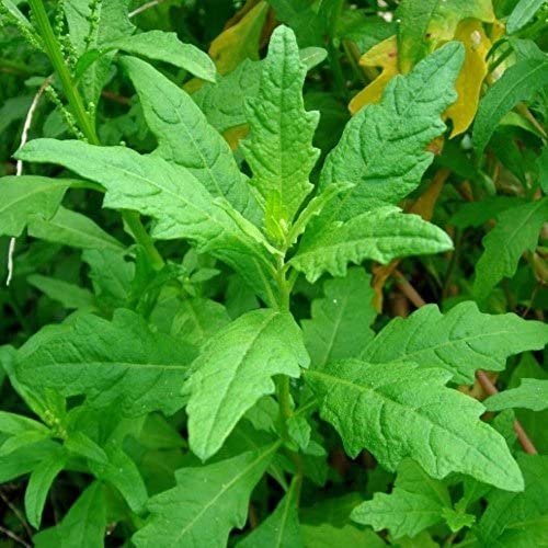 green epazote flower seeds