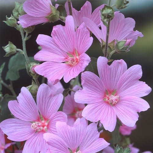 Pink Lavatera Rosea Flower Seeds for Planting – Heirloom Non-GMO High Germination Organic Garden Seeds