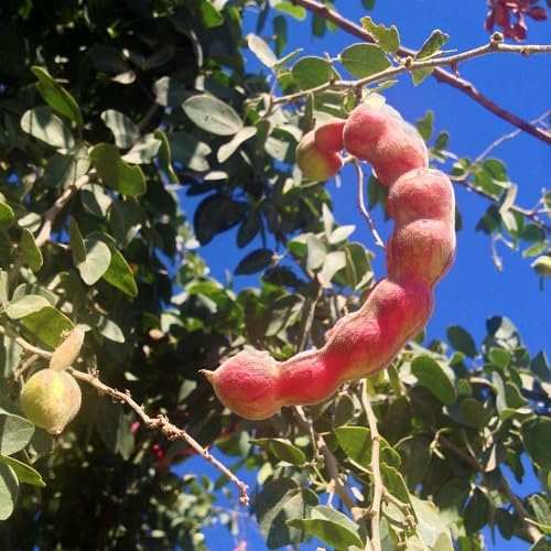 Guamuchil Seeds – Heirloom, Non-GMO, High Germination Organic Garden Seeds