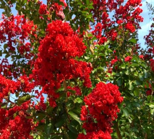 red crepe flower seeds