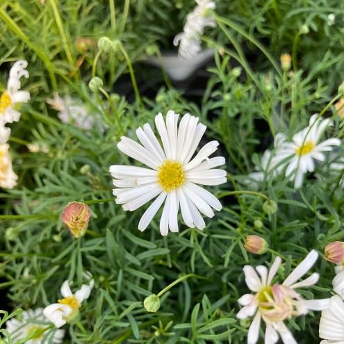 Brachyscome Flower Seeds – Heirloom, Non-GMO, High Germination Organic Garden Seeds for Planting