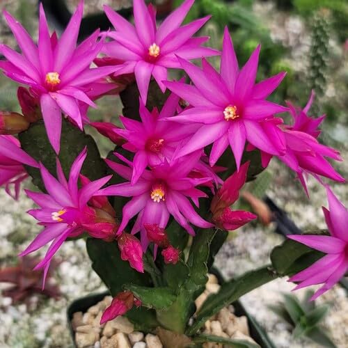 Pink Rhipsalidopsis Gaertneri Flower Seeds for Planting – Heirloom Non-GMO High Germination Organic Garden Seeds