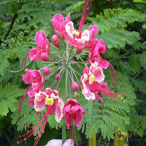 Pink Caesalpinia Flower Seeds – Heirloom, Non-GMO, High Germination Organic Garden Seeds for Planting