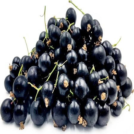 Currant Seeds – Heirloom, Non-GMO, High Germination Organic Garden Seeds