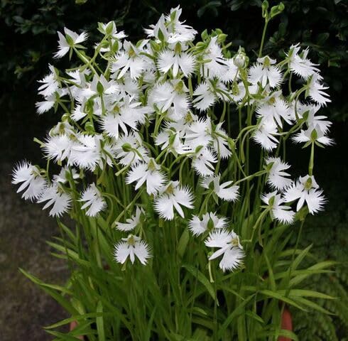 White Habenaria Radiata Flower Seeds Heirloom Non-GMO High Germination Organic Garden Seeds for Planting