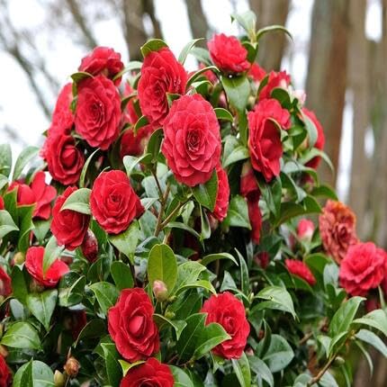 red camellia flower seeds