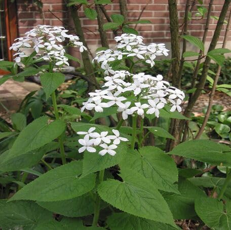 White Lunaria Rediviva Flower Seeds for Planting – Heirloom Non-GMO High Germination Organic Garden Seeds