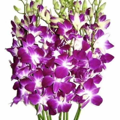 Orchid Flower Seeds – Heirloom, Non-GMO, High Germination Organic Garden Seeds for Planting