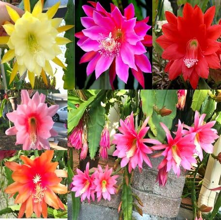 mixed epiphyllum flower seeds