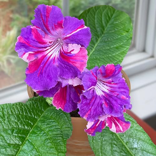 Lila-Pinke Streptocarpus-Blumensamen zum Pflanzen – Alte Sorte, gentechnikfrei, hohe Keimfähigkeit, Bio-Gartensamen