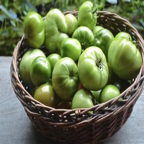 Grüne Tomatensamen – Alte Sorte, gentechnikfrei, keimstark, Bio-Gartensamen zum Anpflanzen
