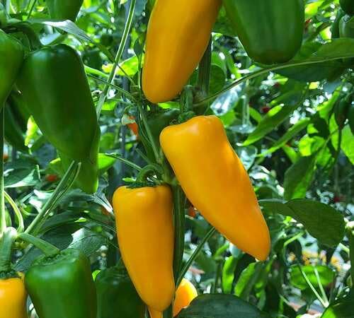 Pepper Yellow Seeds – Heirloom, Non-GMO, High Germination Organic Garden Seeds Planting