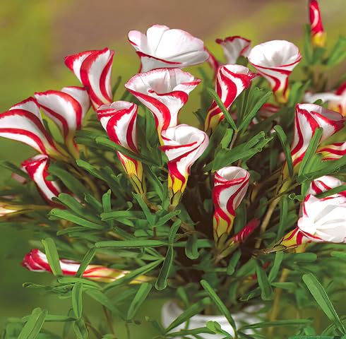 White Red Oxalis Versicolor Flower Seeds – Heirloom Non-GMO Organic Garden Seeds