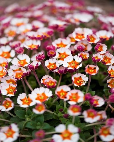 Zaluzianskya Flower Seeds – Heirloom, Non-GMO, High Germination Organic Garden Seeds for Planting