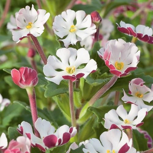 Zaluzianskya Flower Seeds – Heirloom, Non-GMO, High Germination Organic Garden Seeds for Planting