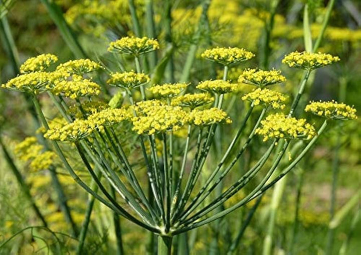 Fennel Plant Seeds Heirloom Non-GMO High Germination Organic Garden Seeds for Planting