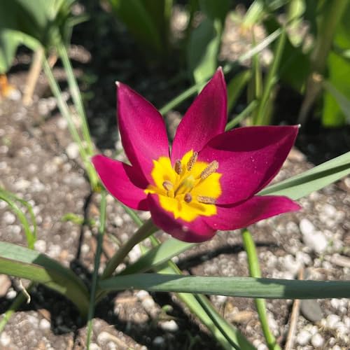 Pink Tulipa Humilis Flower Seeds for Planting – Heirloom, Non-GMO, High Germination