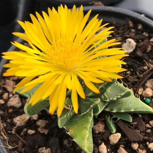 Faucaria tigrina Flower Seeds Yellow – Heirloom Non-GMO High Germination Seeds