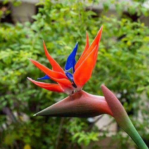 Red Strelitzia Flower Seeds – Heirloom, Non-GMO, High Germination Organic Garden Seeds