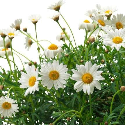 White Argyranthemum Flower Seeds Heirloom Non-GMO High Germination Organic Garden Seeds