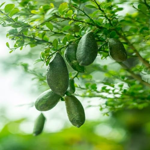 Green Finger Lime Fruit Seeds – Heirloom, Non-GMO, High Germination Organic Garden Seeds