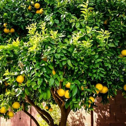 lime tree flower seeds