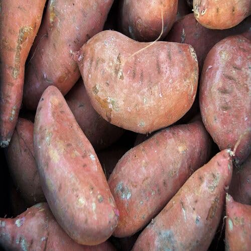 Brown Sweet Potato Seeds – Heirloom, Non-GMO, High Germination Organic Garden Seeds Planting