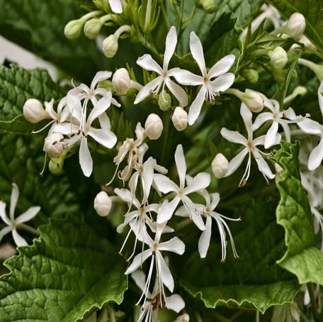 white clerodendrum flower seeds