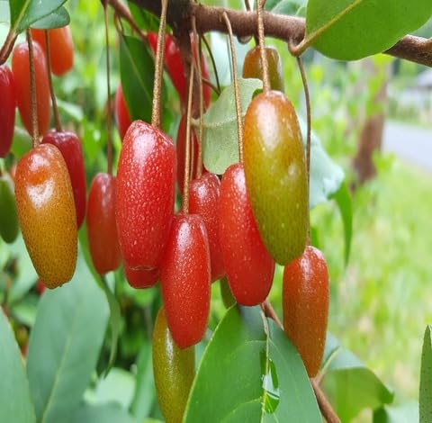 Red Goumiberry Seeds – Heirloom, Non-GMO, High Germination Organic Garden Seeds