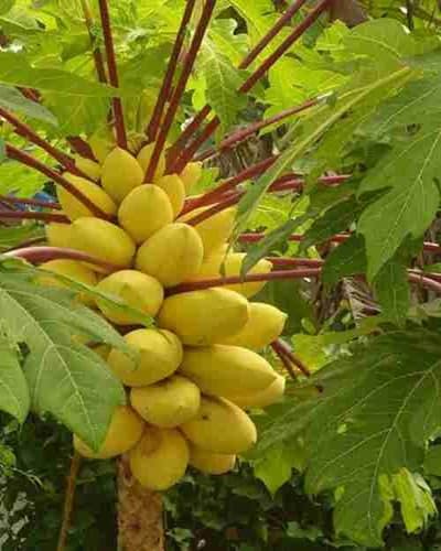 Papaya Seeds – Heirloom, Non-GMO, High Germination Organic Garden Seeds
